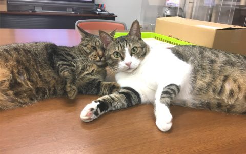 事務所猫たち